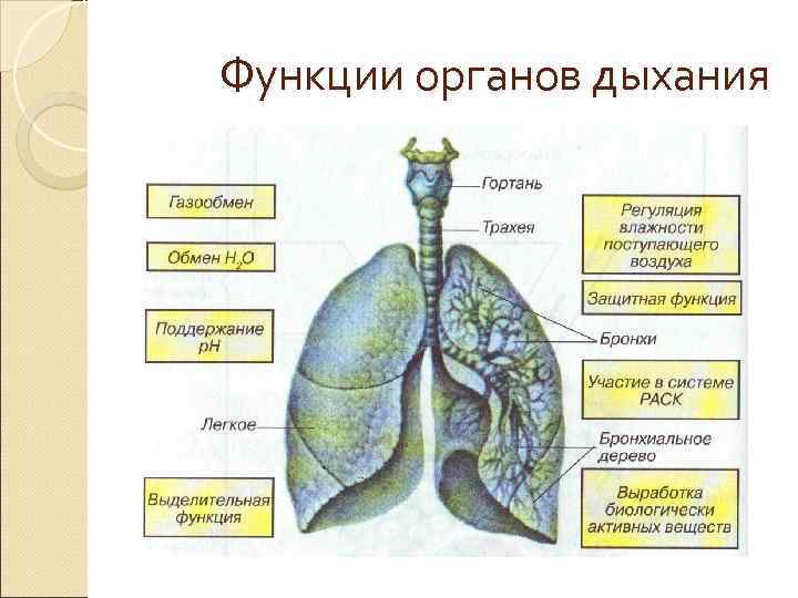 Функции органов дыхания Функции органов дыхания