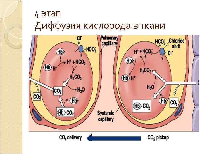 4 этап Диффузия кислорода в ткани 4 этап Диффузия кислорода в ткани