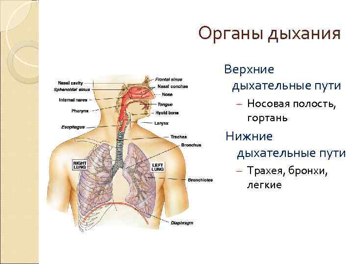 Носовая полость трахея бронхи составляют