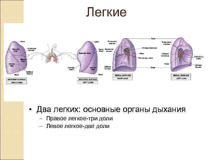 Легкие • Два легких: основные органы дыхания – Правое легкое-три Легкие • Два легких: основные органы дыхания – Правое легкое-три