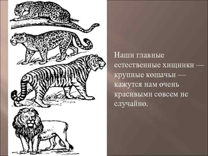 Наши главные естественные хищники — крупные кошачьи — кажутся нам очень красивыми совсем не