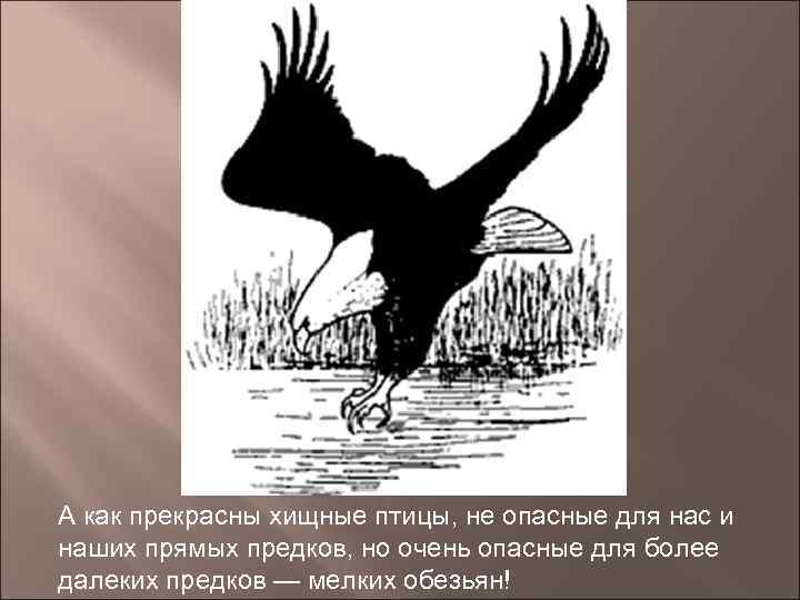 А как прекрасны хищные птицы, не опасные для нас и наших прямых предков, но
