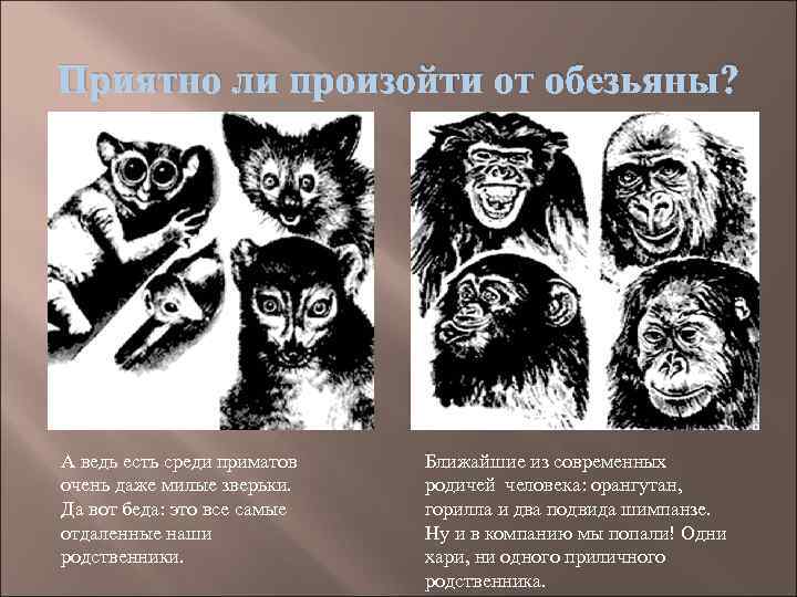 Приятно ли произойти от обезьяны? А ведь есть среди приматов  Ближайшие из современных