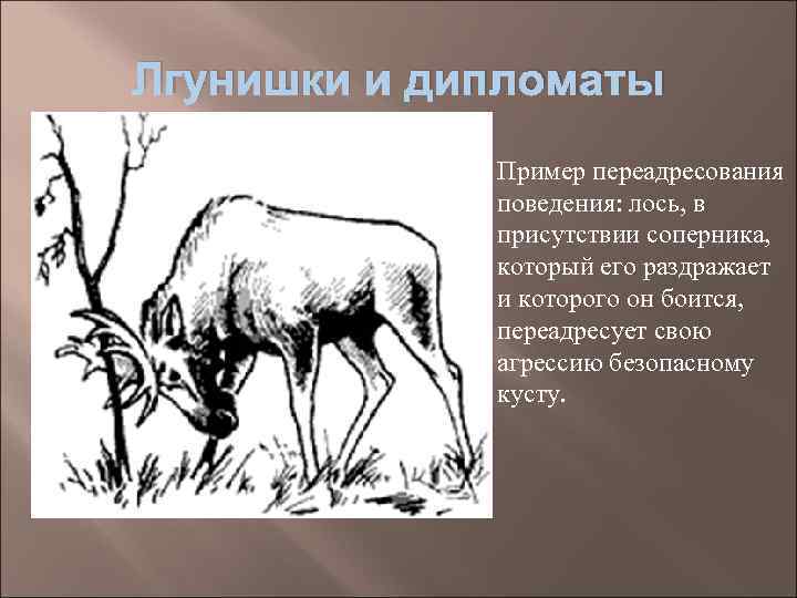 Лгунишки и дипломаты   Пример переадресования   поведения: лось, в  