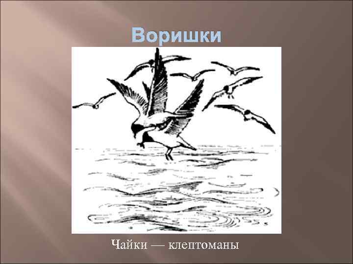 Воришки Чайки — клептоманы 