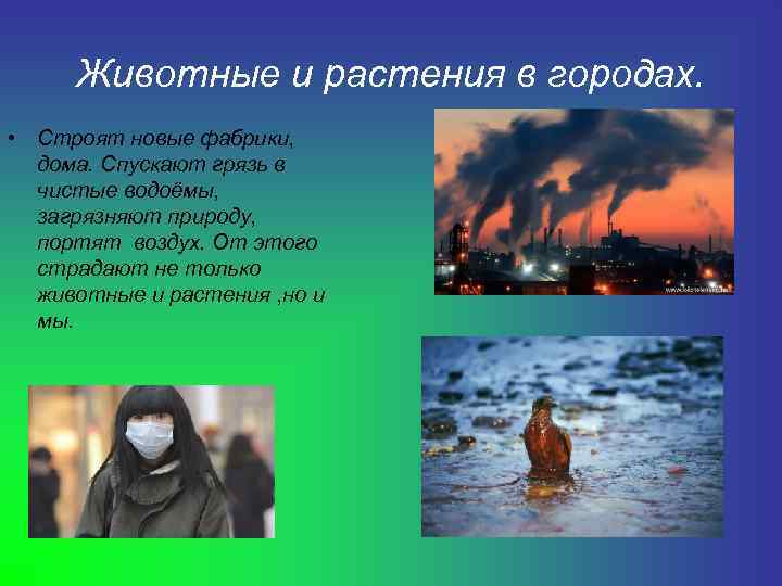  Животные и растения в городах.  • Строят новые фабрики,  дома. Спускают
