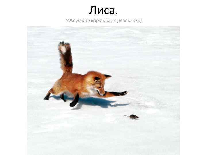    Лиса. (Обсудите картинку с ребенком. ) 