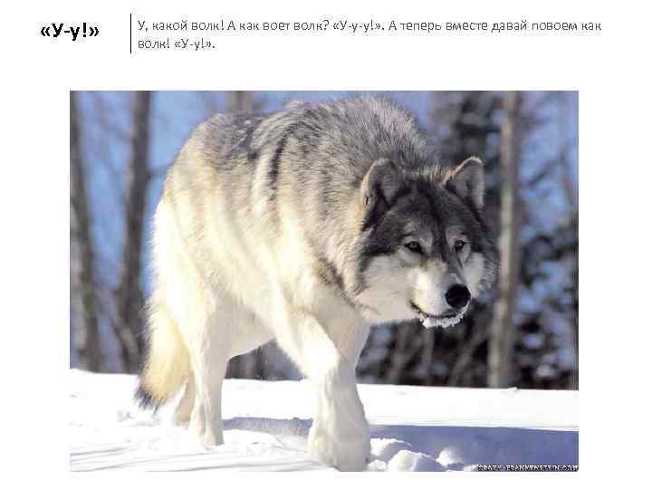  «У-у!»  У, какой волк! А как воет волк?  «У-у-у!» . А