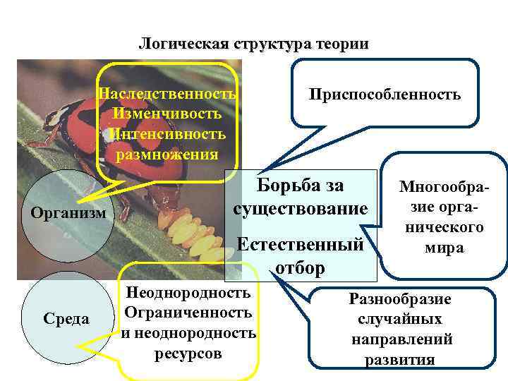    Логическая структура теории  Наследственность  Приспособленность  Изменчивость  Интенсивность