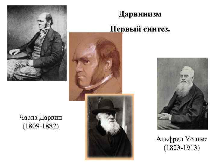     Дарвинизм    Первый синтез. Чарлз Дарвин (1809 -1882)