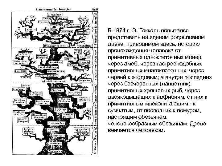 В 1874 г. Э. Геккель попытался представить на едином родословном древе, приводимом здесь, историю