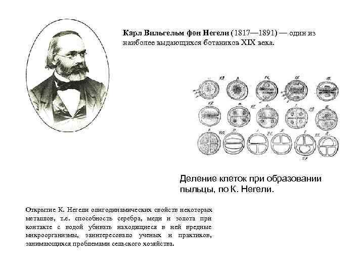       Карл Вильгельм фон Негели (1817— 1891) — один