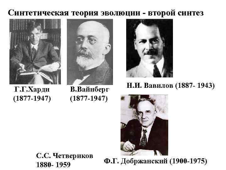 Синтетическая теория эволюции - второй синтез      Н. И. Вавилов