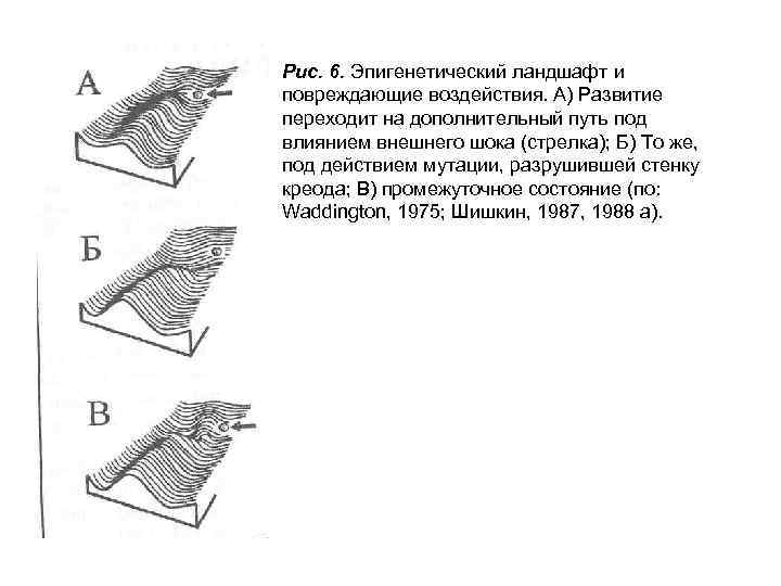 Эпигенетический ландшафт уоддингтона рисунок