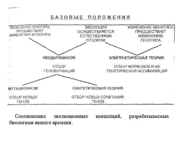  Соотношение эволюционных  концепций,  разрабатываемых биологами нашего времени. 