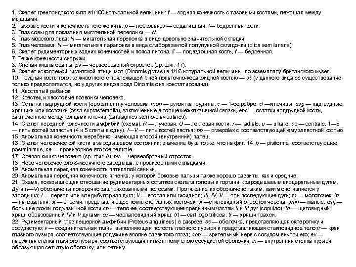 1. Скелет гренландского кита в 1/100 натуральной величины: f — задняя конечность с тазовыми