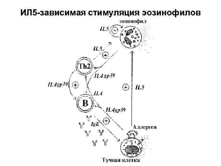 ИЛ 5 -зависимая стимуляция эозинофилов 