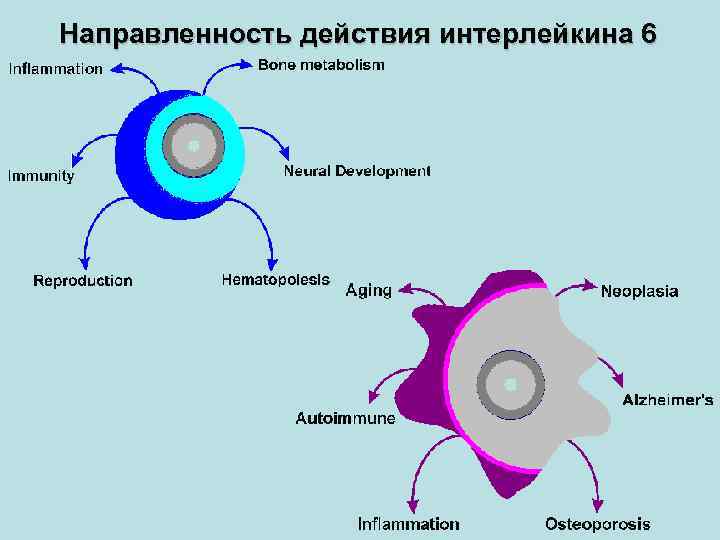 Направленность действия интерлейкина 6 