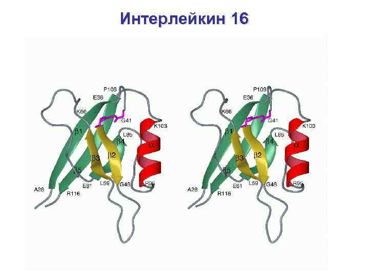 Интерлейкин 16 