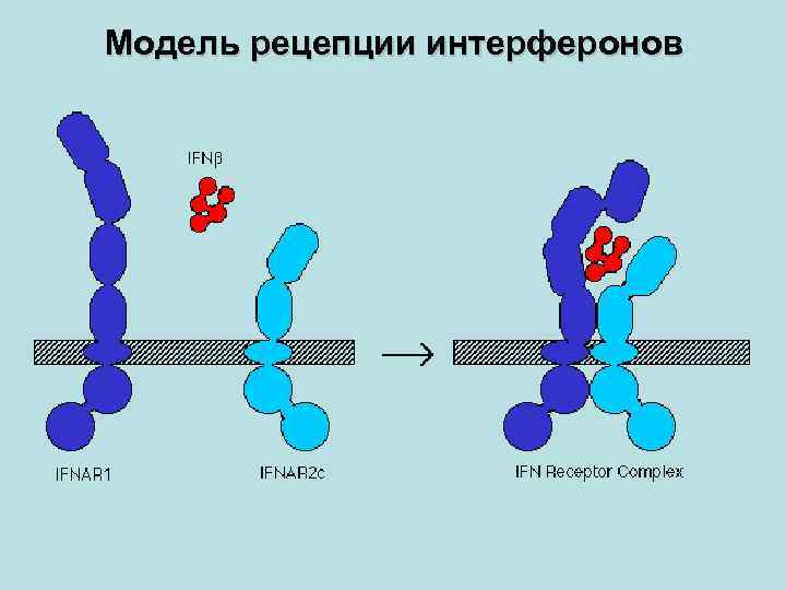 Модель рецепции интерферонов 