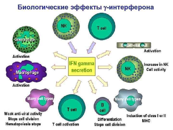 Биологические эффекты -интерферона 