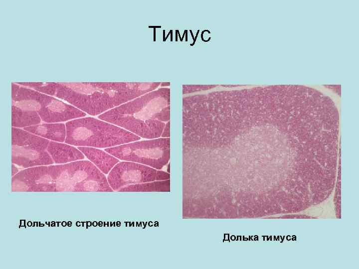 Тимус презентация иммунология