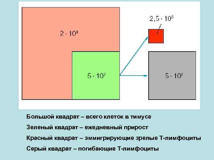 Большой квадрат – всего клеток в тимусе Зеленый квадрат – ежедневный прирост Красный квадрат