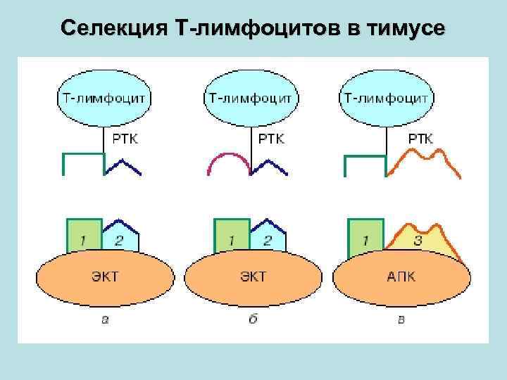 Селекция Т-лимфоцитов в тимусе 