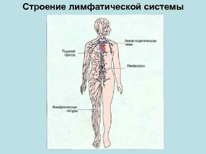 Схема организации лимфатической системы