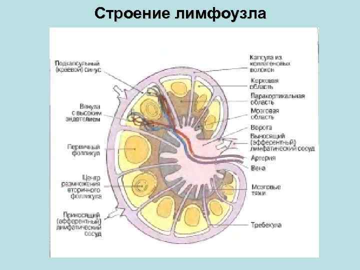Строение лимфоузла 
