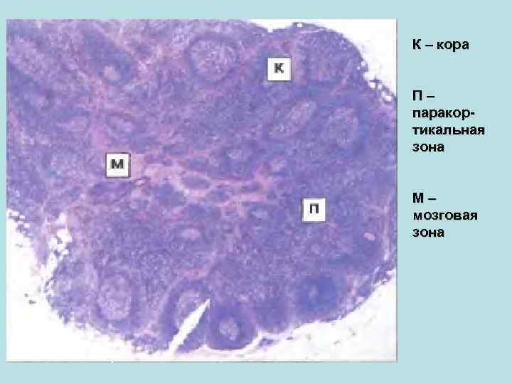 К – кора П– паракортикальная зона М– мозговая зона 