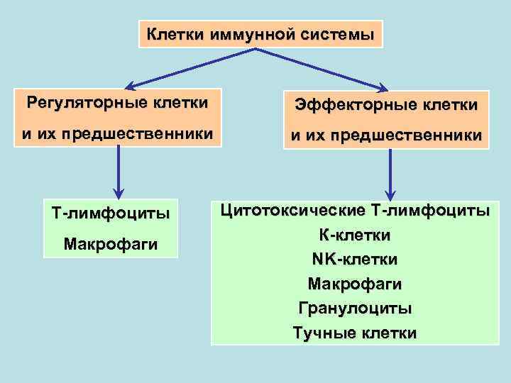 Клетки иммунной системы Регуляторные клетки Эффекторные клетки и их предшественники Т-лимфоциты Макрофаги Цитотоксические Т-лимфоциты