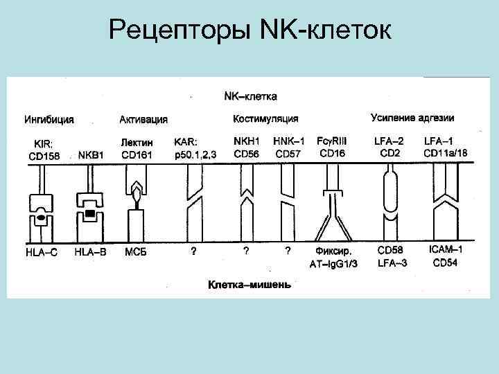 Рецепторы NK-клеток 