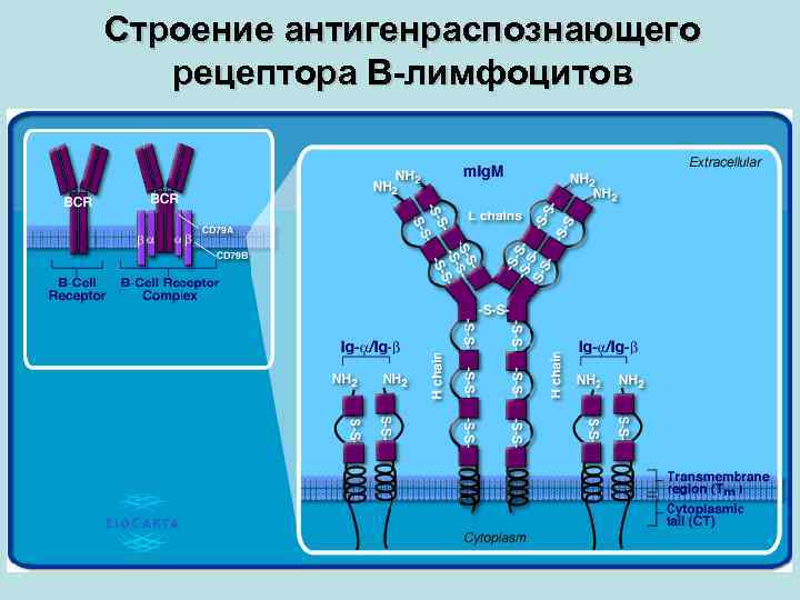 Строение антигенраспознающего рецептора В-лимфоцитов 