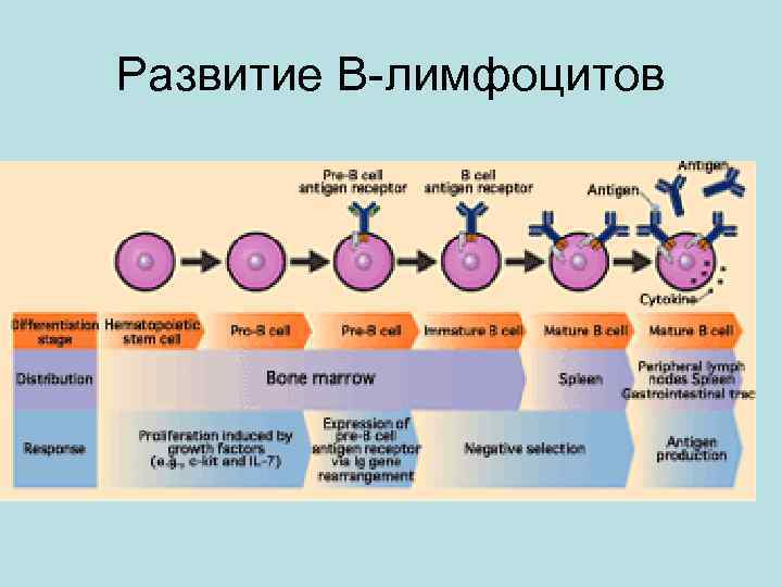 Созревание т лимфоцитов схема