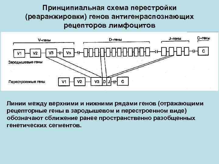 Принципиальная схема перестройки (реаранжировки) генов антигенраспознающих рецепторов лимфоцитов Линии между верхними и нижними рядами