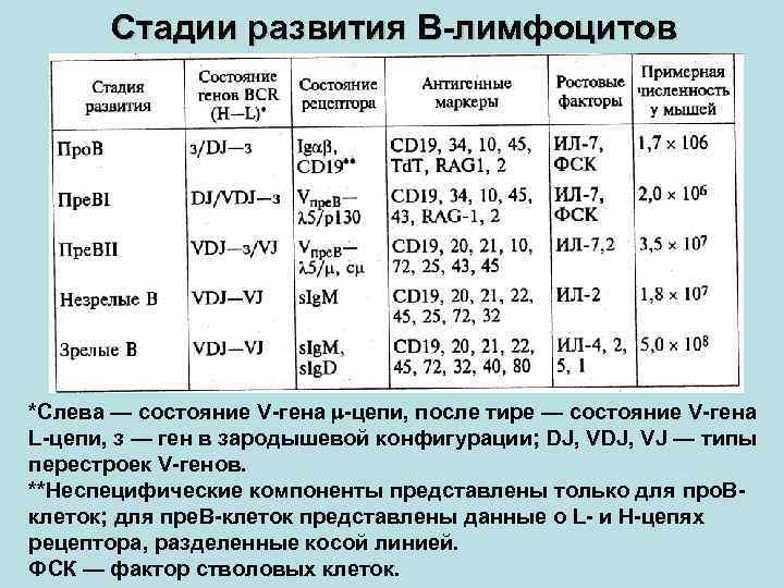 Стадии развития В-лимфоцитов *Слева — состояние V-гена -цепи, после тире — состояние V-гена L-цепи,