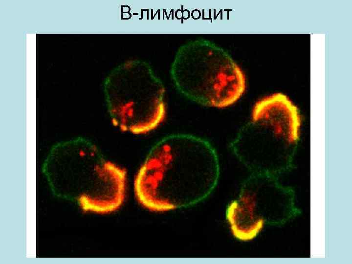 В-лимфоцит 