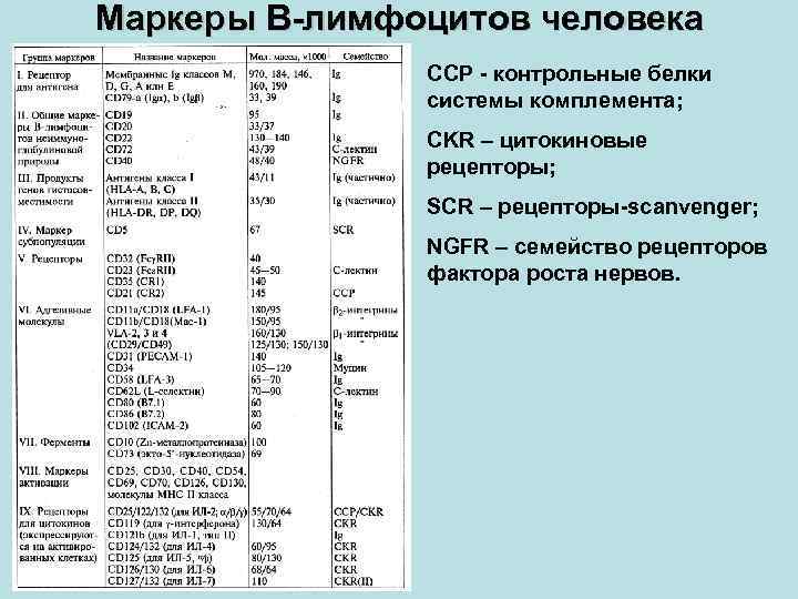 Маркеры В-лимфоцитов человека ССР - контрольные белки системы комплемента; CKR – цитокиновые рецепторы; SCR