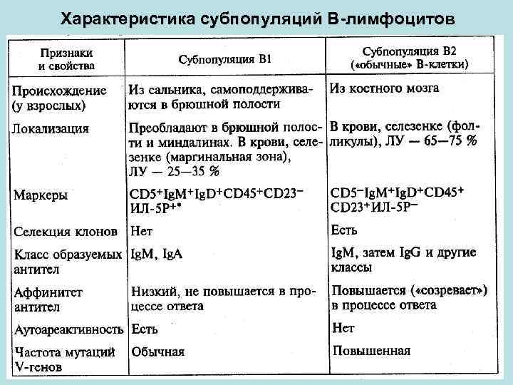 Характеристика субпопуляций В-лимфоцитов 