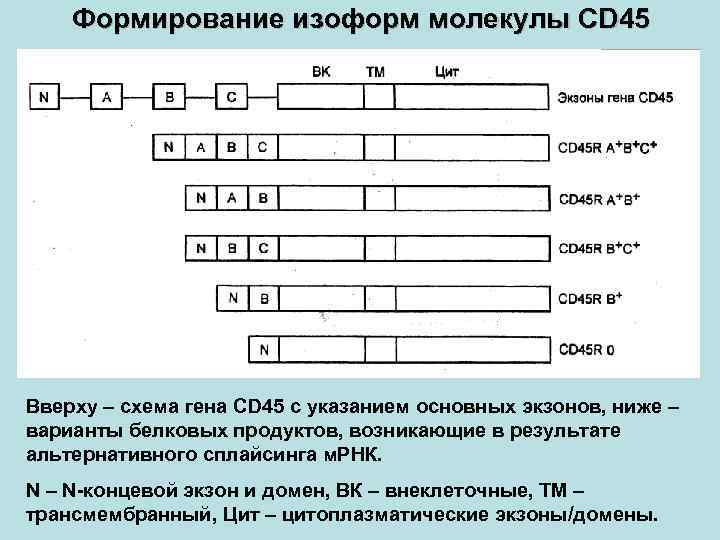 Формирование изоформ молекулы CD 45 Вверху – схема гена CD 45 с указанием основных