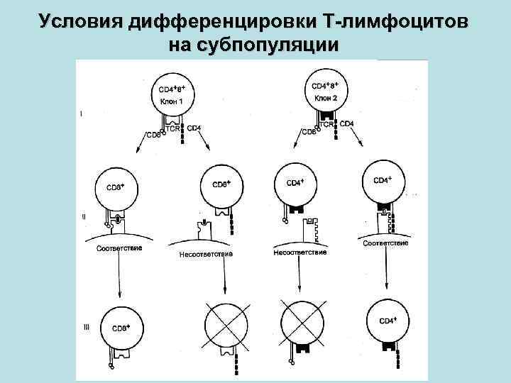 Условия дифференцировки Т-лимфоцитов на субпопуляции 