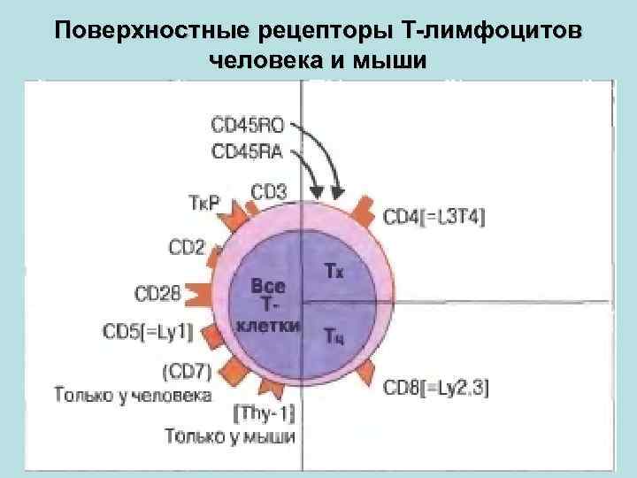 Поверхностные рецепторы Т-лимфоцитов человека и мыши 