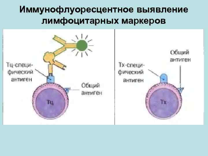 Иммунофлуоресцентное выявление лимфоцитарных маркеров 