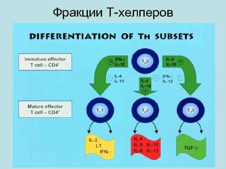 Фракции Т-хелперов 