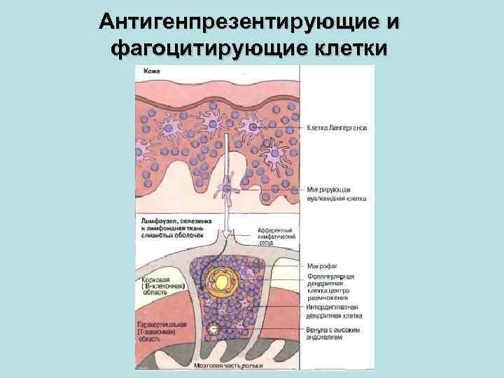 Антигенпрезентирующие и фагоцитирующие клетки 
