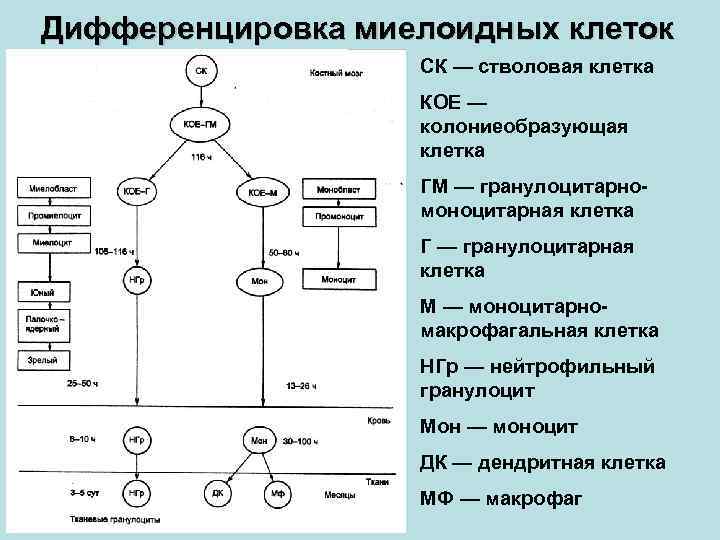 Дифференцировка клеток презентация