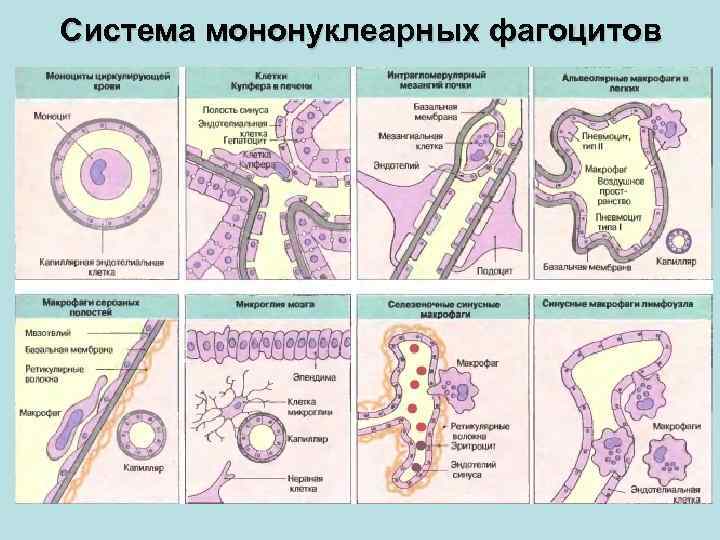 Система мононуклеарных фагоцитов 