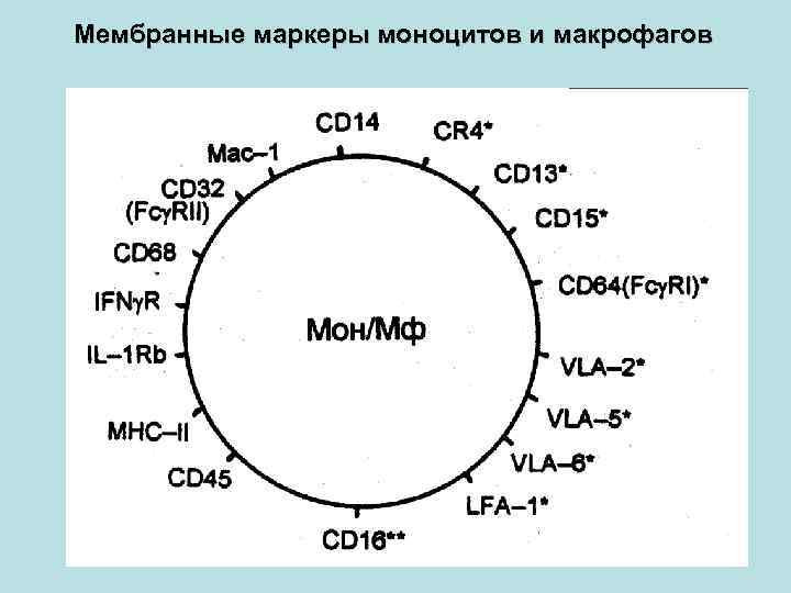 Мембранные маркеры моноцитов и макрофагов 
