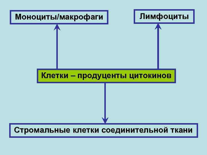 Моноциты/макрофаги Лимфоциты Клетки – продуценты цитокинов Стромальные клетки соединительной ткани 